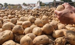 مديرية زراعة دهوك تعلن حظر استيراد البطاطا